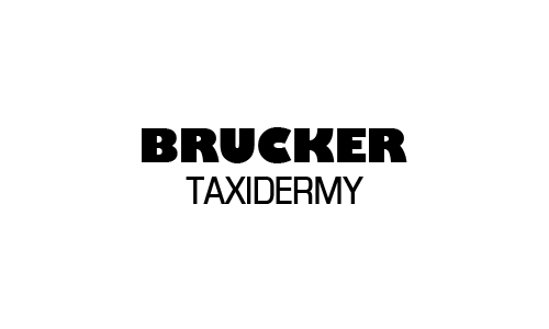 Brucker Taxidermy - Deerfield, OH