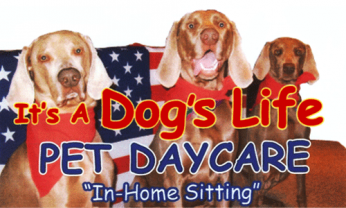 it's a dogs life daycare